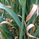 New research to focus on major wheat disease