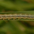 Differences in insecticide sensitivity shown in fall armyworm