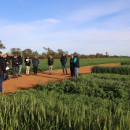 Grower input to guide GRDC investments