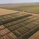 Better, faster, smarter crop variety data for nation’s grain…