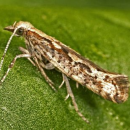 Managing insecticide resistance in diamondback moth