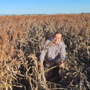 New pre-breeding co-investment to tackle sorghum lodging