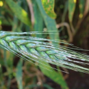 DMI resistance in wheat powdery mildew confirmed for the first time