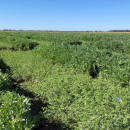 Northern growers warned to consider elevated disease risk when…