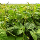 Research questions the value of applied N in mungbeans