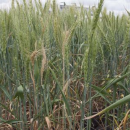 Survey results show high Fusarium crown rot risk across the north