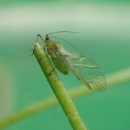 Help track the spread of insecticide-resistant Bluegreen aphids