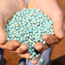 Lupin establishment project sows seeds for success