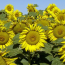 Get the good oil on sunflowers at GRDC workshops