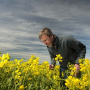 Cold, wet winter causes rise in canola disease