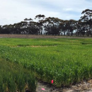 Late sown cereals stand up to waterlogging