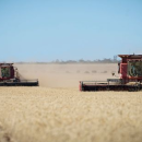 NVT harvest reports capture latest variety information for WA…
