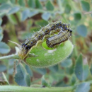 Best practice key to Helicoverpa insecticide resistance