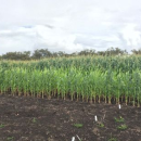 GRDC looks to better understand nitrogen loss to improve system…