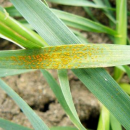 Growers must be proactive to manage increased stripe rust pressure