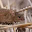 Bait spreading methods examined to combat mouse damage in crops
