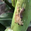 GRDC praises move to import fall armyworm virus