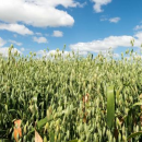 Oat growers embrace timely registration of key weed control option