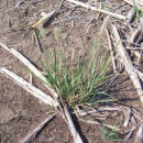 Strategies to manage feathertop Rhodes grass