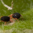 Growers urged to test redlegged earth mite for resistance