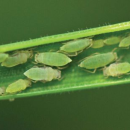 Research shows Russian wheat aphid can be managed