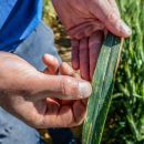 New stripe rust trials to create early warning network for northern …