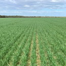 New GRDC project to assess economics of fallow