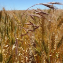 Brome grass control takes persistence