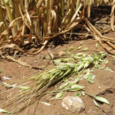 WA growers urged to check crops for mouse damage