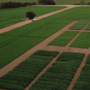 New crop guide helps growers pick winners in South Australia