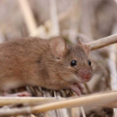 Growers urged to drive down mouse populations with hostile approach