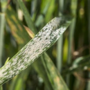New barley powdery mildew resistance genes key to future resistance