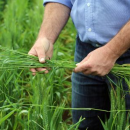 Ryegrass management in the HRZ relies on a stacked approach