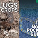 Slugs In Crops: The Back Pocket Guide