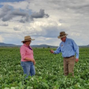 On-farm trials key to growing mungbean production
