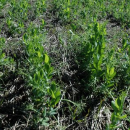 Explore the future of weed control at the GRDC Coastal Weeds Forum