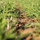 GRDC Invites grain growers to a virtual discussion on soil…