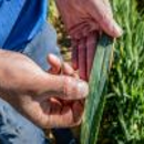 New stripe rust trials to create early warning network for northern…