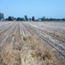 NSW farmers research-ready to tackle feathertop Rhodes grass