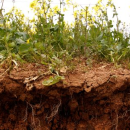 Which crop types perform best in high strength soils?