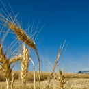 Harvest losses in the 2022/23 season exceed acceptable thresholds