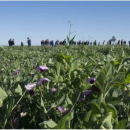 New pulse cultivars expand legume options in medium and high…