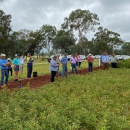 New broadacre summer pulse crop for Queensland and northern NSW