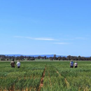 GRDC invests $1.9m in research for climate-resilient crops