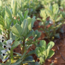Project to optimise nutrition for WA pulse crops