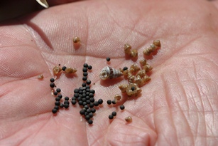 Small  pointed snails being held in the palm of a hand
