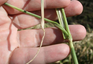 Wheat stem showing severe frost damage