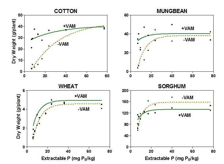 Mycorrhizae And Their Influence On P Nutrition Grdc