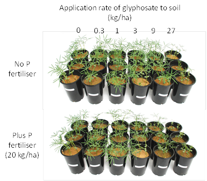 Figure 4. Growth response of lupin to glyphosate applied to soil one month prior to sowing. Note the impact of P fertiliser on lupin growth at glyphosate application rates 9 kg/ha.