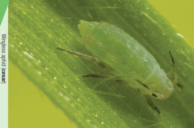 Russian wheat aphid